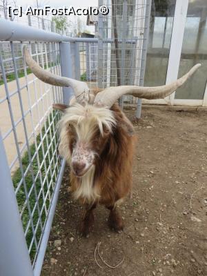 [P12] În vizită la Grădina Zoo - Chiajna.  » foto by tata123 🔱
 - 
<span class="allrVoted glyphicon glyphicon-heart hidden" id="av846365"></span>
<a class="m-l-10 hidden" id="sv846365" onclick="voting_Foto_DelVot(,846365,21785)" role="button">șterge vot <span class="glyphicon glyphicon-remove"></span></a>
<a id="v9846365" class=" c-red"  onclick="voting_Foto_SetVot(846365)" role="button"><span class="glyphicon glyphicon-heart-empty"></span> <b>LIKE</b> = Votează poza</a> <img class="hidden"  id="f846365W9" src="/imagini/loader.gif" border="0" /><span class="AjErrMes hidden" id="e846365ErM"></span>