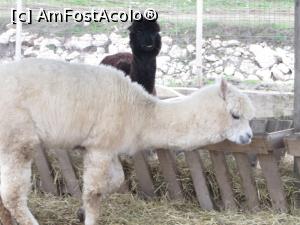 [P13] În vizită la Grădina Zoo - Chiajna.  » foto by tata123 🔱
 - 
<span class="allrVoted glyphicon glyphicon-heart hidden" id="av846366"></span>
<a class="m-l-10 hidden" id="sv846366" onclick="voting_Foto_DelVot(,846366,21785)" role="button">șterge vot <span class="glyphicon glyphicon-remove"></span></a>
<a id="v9846366" class=" c-red"  onclick="voting_Foto_SetVot(846366)" role="button"><span class="glyphicon glyphicon-heart-empty"></span> <b>LIKE</b> = Votează poza</a> <img class="hidden"  id="f846366W9" src="/imagini/loader.gif" border="0" /><span class="AjErrMes hidden" id="e846366ErM"></span>