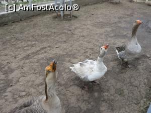 [P16] Ssssss - la Grădina Zoo - Chiajna.  » foto by tata123 🔱
 - 
<span class="allrVoted glyphicon glyphicon-heart hidden" id="av846369"></span>
<a class="m-l-10 hidden" id="sv846369" onclick="voting_Foto_DelVot(,846369,21785)" role="button">șterge vot <span class="glyphicon glyphicon-remove"></span></a>
<a id="v9846369" class=" c-red"  onclick="voting_Foto_SetVot(846369)" role="button"><span class="glyphicon glyphicon-heart-empty"></span> <b>LIKE</b> = Votează poza</a> <img class="hidden"  id="f846369W9" src="/imagini/loader.gif" border="0" /><span class="AjErrMes hidden" id="e846369ErM"></span>