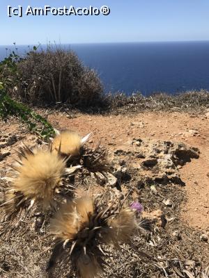 [P68] Dingli Cliffs, florile pustiului » foto by krisstinna
 - 
<span class="allrVoted glyphicon glyphicon-heart hidden" id="av913408"></span>
<a class="m-l-10 hidden" id="sv913408" onclick="voting_Foto_DelVot(,913408,21813)" role="button">șterge vot <span class="glyphicon glyphicon-remove"></span></a>
<a id="v9913408" class=" c-red"  onclick="voting_Foto_SetVot(913408)" role="button"><span class="glyphicon glyphicon-heart-empty"></span> <b>LIKE</b> = Votează poza</a> <img class="hidden"  id="f913408W9" src="/imagini/loader.gif" border="0" /><span class="AjErrMes hidden" id="e913408ErM"></span>