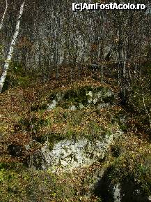 [P05] Polovragi - Cheile Oltetului , vegetatia de pe versanti » foto by magdalena
 - 
<span class="allrVoted glyphicon glyphicon-heart hidden" id="av169065"></span>
<a class="m-l-10 hidden" id="sv169065" onclick="voting_Foto_DelVot(,169065,21862)" role="button">șterge vot <span class="glyphicon glyphicon-remove"></span></a>
<a id="v9169065" class=" c-red"  onclick="voting_Foto_SetVot(169065)" role="button"><span class="glyphicon glyphicon-heart-empty"></span> <b>LIKE</b> = Votează poza</a> <img class="hidden"  id="f169065W9" src="/imagini/loader.gif" border="0" /><span class="AjErrMes hidden" id="e169065ErM"></span>