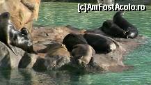 [P03] si leii de mare ne-au urat bun benit » foto by ghecamelia
 - 
<span class="allrVoted glyphicon glyphicon-heart hidden" id="av47271"></span>
<a class="m-l-10 hidden" id="sv47271" onclick="voting_Foto_DelVot(,47271,21925)" role="button">șterge vot <span class="glyphicon glyphicon-remove"></span></a>
<a id="v947271" class=" c-red"  onclick="voting_Foto_SetVot(47271)" role="button"><span class="glyphicon glyphicon-heart-empty"></span> <b>LIKE</b> = Votează poza</a> <img class="hidden"  id="f47271W9" src="/imagini/loader.gif" border="0" /><span class="AjErrMes hidden" id="e47271ErM"></span>