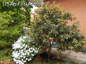 [P10] Plante decorative și arbuști, în curtea hotelului » foto by Costi
 - 
<span class="allrVoted glyphicon glyphicon-heart hidden" id="av858320"></span>
<a class="m-l-10 hidden" id="sv858320" onclick="voting_Foto_DelVot(,858320,21956)" role="button">șterge vot <span class="glyphicon glyphicon-remove"></span></a>
<a id="v9858320" class=" c-red"  onclick="voting_Foto_SetVot(858320)" role="button"><span class="glyphicon glyphicon-heart-empty"></span> <b>LIKE</b> = Votează poza</a> <img class="hidden"  id="f858320W9" src="/imagini/loader.gif" border="0" /><span class="AjErrMes hidden" id="e858320ErM"></span>