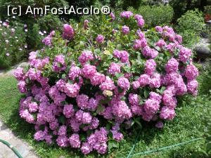 [P14] Flori, flori, flori!  » foto by Safta Radu
 - 
<span class="allrVoted glyphicon glyphicon-heart hidden" id="av993136"></span>
<a class="m-l-10 hidden" id="sv993136" onclick="voting_Foto_DelVot(,993136,22026)" role="button">șterge vot <span class="glyphicon glyphicon-remove"></span></a>
<a id="v9993136" class=" c-red"  onclick="voting_Foto_SetVot(993136)" role="button"><span class="glyphicon glyphicon-heart-empty"></span> <b>LIKE</b> = Votează poza</a> <img class="hidden"  id="f993136W9" src="/imagini/loader.gif" border="0" /><span class="AjErrMes hidden" id="e993136ErM"></span>