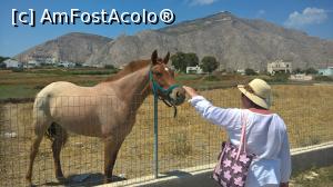[P09] Foarte mulți cai am văzut în Santorini. Aici aproape de vila noastră.  » foto by maryka
 - 
<span class="allrVoted glyphicon glyphicon-heart hidden" id="av864778"></span>
<a class="m-l-10 hidden" id="sv864778" onclick="voting_Foto_DelVot(,864778,22069)" role="button">șterge vot <span class="glyphicon glyphicon-remove"></span></a>
<a id="v9864778" class=" c-red"  onclick="voting_Foto_SetVot(864778)" role="button"><span class="glyphicon glyphicon-heart-empty"></span> <b>LIKE</b> = Votează poza</a> <img class="hidden"  id="f864778W9" src="/imagini/loader.gif" border="0" /><span class="AjErrMes hidden" id="e864778ErM"></span>