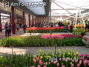 [P19] Cateva fotografii de la Keukenhof...  » foto by ALINAMD
 - 
<span class="allrVoted glyphicon glyphicon-heart hidden" id="av936429"></span>
<a class="m-l-10 hidden" id="sv936429" onclick="voting_Foto_DelVot(,936429,22126)" role="button">șterge vot <span class="glyphicon glyphicon-remove"></span></a>
<a id="v9936429" class=" c-red"  onclick="voting_Foto_SetVot(936429)" role="button"><span class="glyphicon glyphicon-heart-empty"></span> <b>LIKE</b> = Votează poza</a> <img class="hidden"  id="f936429W9" src="/imagini/loader.gif" border="0" /><span class="AjErrMes hidden" id="e936429ErM"></span>