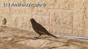 [P25] [size= 14.0pt; color: black]Astazi, singurii locuitori permanenti ai cetatii sunt graurii negri cu pene portocalii pe aripi. [/size] » foto by geani anto
 - 
<span class="allrVoted glyphicon glyphicon-heart hidden" id="av1395705"></span>
<a class="m-l-10 hidden" id="sv1395705" onclick="voting_Foto_DelVot(,1395705,22151)" role="button">șterge vot <span class="glyphicon glyphicon-remove"></span></a>
<a id="v91395705" class=" c-red"  onclick="voting_Foto_SetVot(1395705)" role="button"><span class="glyphicon glyphicon-heart-empty"></span> <b>LIKE</b> = Votează poza</a> <img class="hidden"  id="f1395705W9" src="/imagini/loader.gif" border="0" /><span class="AjErrMes hidden" id="e1395705ErM"></span>