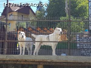 [P12] Cei doi prieteni bălani ai turistilor » foto by sunflower
 - 
<span class="allrVoted glyphicon glyphicon-heart hidden" id="av876133"></span>
<a class="m-l-10 hidden" id="sv876133" onclick="voting_Foto_DelVot(,876133,22250)" role="button">șterge vot <span class="glyphicon glyphicon-remove"></span></a>
<a id="v9876133" class=" c-red"  onclick="voting_Foto_SetVot(876133)" role="button"><span class="glyphicon glyphicon-heart-empty"></span> <b>LIKE</b> = Votează poza</a> <img class="hidden"  id="f876133W9" src="/imagini/loader.gif" border="0" /><span class="AjErrMes hidden" id="e876133ErM"></span>