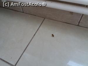 [P04] Prima captura... dupa care au mai urmat si altele! Gandaci atat in bucatarie cat si pe hol si in baie! La scurt timp dup captura a trebuit sa-l arunc fiind invadat de furnici! As fi dorit sa-l pastrez pt a-l arata gazdei!! » foto by gabim2002
 - 
<span class="allrVoted glyphicon glyphicon-heart hidden" id="av877955"></span>
<a class="m-l-10 hidden" id="sv877955" onclick="voting_Foto_DelVot(,877955,22273)" role="button">șterge vot <span class="glyphicon glyphicon-remove"></span></a>
<a id="v9877955" class=" c-red"  onclick="voting_Foto_SetVot(877955)" role="button"><span class="glyphicon glyphicon-heart-empty"></span> <b>LIKE</b> = Votează poza</a> <img class="hidden"  id="f877955W9" src="/imagini/loader.gif" border="0" /><span class="AjErrMes hidden" id="e877955ErM"></span>