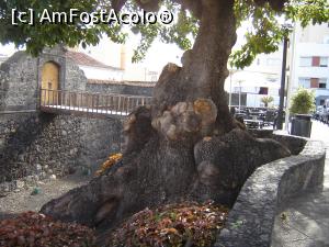 [P18] acest pom a meritat sa il fotografiez » foto by nela b
 - 
<span class="allrVoted glyphicon glyphicon-heart hidden" id="av883876"></span>
<a class="m-l-10 hidden" id="sv883876" onclick="voting_Foto_DelVot(,883876,22382)" role="button">șterge vot <span class="glyphicon glyphicon-remove"></span></a>
<a id="v9883876" class=" c-red"  onclick="voting_Foto_SetVot(883876)" role="button"><span class="glyphicon glyphicon-heart-empty"></span> <b>LIKE</b> = Votează poza</a> <img class="hidden"  id="f883876W9" src="/imagini/loader.gif" border="0" /><span class="AjErrMes hidden" id="e883876ErM"></span>