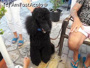 [P02] De obicei in Grecia vezi multe pisici, dar si cand vezi un asa catel, merita sa-l pui pe AFA » foto by mulinita
 - 
<span class="allrVoted glyphicon glyphicon-heart hidden" id="av986481"></span>
<a class="m-l-10 hidden" id="sv986481" onclick="voting_Foto_DelVot(,986481,22411)" role="button">șterge vot <span class="glyphicon glyphicon-remove"></span></a>
<a id="v9986481" class=" c-red"  onclick="voting_Foto_SetVot(986481)" role="button"><span class="glyphicon glyphicon-heart-empty"></span> <b>LIKE</b> = Votează poza</a> <img class="hidden"  id="f986481W9" src="/imagini/loader.gif" border="0" /><span class="AjErrMes hidden" id="e986481ErM"></span>