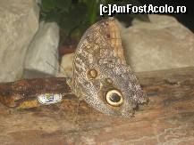[P11] Fluturi exotici » foto by dorgo
 - 
<span class="allrVoted glyphicon glyphicon-heart hidden" id="av452864"></span>
<a class="m-l-10 hidden" id="sv452864" onclick="voting_Foto_DelVot(,452864,22424)" role="button">șterge vot <span class="glyphicon glyphicon-remove"></span></a>
<a id="v9452864" class=" c-red"  onclick="voting_Foto_SetVot(452864)" role="button"><span class="glyphicon glyphicon-heart-empty"></span> <b>LIKE</b> = Votează poza</a> <img class="hidden"  id="f452864W9" src="/imagini/loader.gif" border="0" /><span class="AjErrMes hidden" id="e452864ErM"></span>