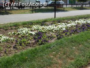[P18] Oltenița - Flori în Parcul central. » foto by iulianic
 - 
<span class="allrVoted glyphicon glyphicon-heart hidden" id="av1250533"></span>
<a class="m-l-10 hidden" id="sv1250533" onclick="voting_Foto_DelVot(,1250533,22428)" role="button">șterge vot <span class="glyphicon glyphicon-remove"></span></a>
<a id="v91250533" class=" c-red"  onclick="voting_Foto_SetVot(1250533)" role="button"><span class="glyphicon glyphicon-heart-empty"></span> <b>LIKE</b> = Votează poza</a> <img class="hidden"  id="f1250533W9" src="/imagini/loader.gif" border="0" /><span class="AjErrMes hidden" id="e1250533ErM"></span>
