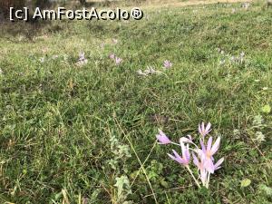 [P12] camp verde cu flori » foto by Dan&Ema
 - 
<span class="allrVoted glyphicon glyphicon-heart hidden" id="av1198902"></span>
<a class="m-l-10 hidden" id="sv1198902" onclick="voting_Foto_DelVot(,1198902,22448)" role="button">șterge vot <span class="glyphicon glyphicon-remove"></span></a>
<a id="v91198902" class=" c-red"  onclick="voting_Foto_SetVot(1198902)" role="button"><span class="glyphicon glyphicon-heart-empty"></span> <b>LIKE</b> = Votează poza</a> <img class="hidden"  id="f1198902W9" src="/imagini/loader.gif" border="0" /><span class="AjErrMes hidden" id="e1198902ErM"></span>