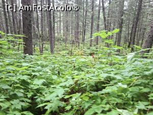 [P44] traseul prin pădure » foto by robert
 - 
<span class="allrVoted glyphicon glyphicon-heart hidden" id="av1510589"></span>
<a class="m-l-10 hidden" id="sv1510589" onclick="voting_Foto_DelVot(,1510589,22462)" role="button">șterge vot <span class="glyphicon glyphicon-remove"></span></a>
<a id="v91510589" class=" c-red"  onclick="voting_Foto_SetVot(1510589)" role="button"><span class="glyphicon glyphicon-heart-empty"></span> <b>LIKE</b> = Votează poza</a> <img class="hidden"  id="f1510589W9" src="/imagini/loader.gif" border="0" /><span class="AjErrMes hidden" id="e1510589ErM"></span>