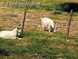 [P18] Capre din rasa Girgenti » foto by Marius 72
 - 
<span class="allrVoted glyphicon glyphicon-heart hidden" id="av1382730"></span>
<a class="m-l-10 hidden" id="sv1382730" onclick="voting_Foto_DelVot(,1382730,22473)" role="button">șterge vot <span class="glyphicon glyphicon-remove"></span></a>
<a id="v91382730" class=" c-red"  onclick="voting_Foto_SetVot(1382730)" role="button"><span class="glyphicon glyphicon-heart-empty"></span> <b>LIKE</b> = Votează poza</a> <img class="hidden"  id="f1382730W9" src="/imagini/loader.gif" border="0" /><span class="AjErrMes hidden" id="e1382730ErM"></span>