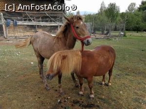 [P21] Poneiul si calutul » foto by ancutza26
 - 
<span class="allrVoted glyphicon glyphicon-heart hidden" id="av897722"></span>
<a class="m-l-10 hidden" id="sv897722" onclick="voting_Foto_DelVot(,897722,22649)" role="button">șterge vot <span class="glyphicon glyphicon-remove"></span></a>
<a id="v9897722" class=" c-red"  onclick="voting_Foto_SetVot(897722)" role="button"><span class="glyphicon glyphicon-heart-empty"></span> <b>LIKE</b> = Votează poza</a> <img class="hidden"  id="f897722W9" src="/imagini/loader.gif" border="0" /><span class="AjErrMes hidden" id="e897722ErM"></span>
