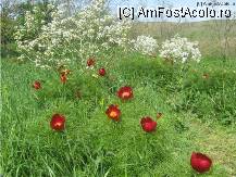 [P10] limita plantatiei » foto by dorgo
 - 
<span class="allrVoted glyphicon glyphicon-heart hidden" id="av89261"></span>
<a class="m-l-10 hidden" id="sv89261" onclick="voting_Foto_DelVot(,89261,22707)" role="button">șterge vot <span class="glyphicon glyphicon-remove"></span></a>
<a id="v989261" class=" c-red"  onclick="voting_Foto_SetVot(89261)" role="button"><span class="glyphicon glyphicon-heart-empty"></span> <b>LIKE</b> = Votează poza</a> <img class="hidden"  id="f89261W9" src="/imagini/loader.gif" border="0" /><span class="AjErrMes hidden" id="e89261ErM"></span>
