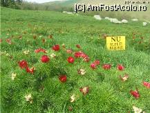 [P07] azi e ultima zi, unele petale au disparut » foto by dorgo
 - 
<span class="allrVoted glyphicon glyphicon-heart hidden" id="av89258"></span>
<a class="m-l-10 hidden" id="sv89258" onclick="voting_Foto_DelVot(,89258,22707)" role="button">șterge vot <span class="glyphicon glyphicon-remove"></span></a>
<a id="v989258" class=" c-red"  onclick="voting_Foto_SetVot(89258)" role="button"><span class="glyphicon glyphicon-heart-empty"></span> <b>LIKE</b> = Votează poza</a> <img class="hidden"  id="f89258W9" src="/imagini/loader.gif" border="0" /><span class="AjErrMes hidden" id="e89258ErM"></span>