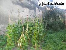 [P15] In curtea cetatii se cultiva porumb,fasole, cartofi si alte legume » foto by dorgo
 - 
<span class="allrVoted glyphicon glyphicon-heart hidden" id="av258897"></span>
<a class="m-l-10 hidden" id="sv258897" onclick="voting_Foto_DelVot(,258897,22724)" role="button">șterge vot <span class="glyphicon glyphicon-remove"></span></a>
<a id="v9258897" class=" c-red"  onclick="voting_Foto_SetVot(258897)" role="button"><span class="glyphicon glyphicon-heart-empty"></span> <b>LIKE</b> = Votează poza</a> <img class="hidden"  id="f258897W9" src="/imagini/loader.gif" border="0" /><span class="AjErrMes hidden" id="e258897ErM"></span>