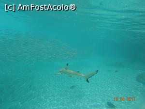 [P18] Baby shark » foto by marian 1973
 - 
<span class="allrVoted glyphicon glyphicon-heart hidden" id="av902112"></span>
<a class="m-l-10 hidden" id="sv902112" onclick="voting_Foto_DelVot(,902112,22762)" role="button">șterge vot <span class="glyphicon glyphicon-remove"></span></a>
<a id="v9902112" class=" c-red"  onclick="voting_Foto_SetVot(902112)" role="button"><span class="glyphicon glyphicon-heart-empty"></span> <b>LIKE</b> = Votează poza</a> <img class="hidden"  id="f902112W9" src="/imagini/loader.gif" border="0" /><span class="AjErrMes hidden" id="e902112ErM"></span>