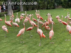 [P11] Loro Park » foto by patrice
 - 
<span class="allrVoted glyphicon glyphicon-heart hidden" id="av1320420"></span>
<a class="m-l-10 hidden" id="sv1320420" onclick="voting_Foto_DelVot(,1320420,22792)" role="button">șterge vot <span class="glyphicon glyphicon-remove"></span></a>
<a id="v91320420" class=" c-red"  onclick="voting_Foto_SetVot(1320420)" role="button"><span class="glyphicon glyphicon-heart-empty"></span> <b>LIKE</b> = Votează poza</a> <img class="hidden"  id="f1320420W9" src="/imagini/loader.gif" border="0" /><span class="AjErrMes hidden" id="e1320420ErM"></span>