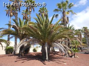 [P20] Garachico - Frumoșii palmieri de la țărmul oceanului. » foto by iulianic
 - 
<span class="allrVoted glyphicon glyphicon-heart hidden" id="av1438642"></span>
<a class="m-l-10 hidden" id="sv1438642" onclick="voting_Foto_DelVot(,1438642,22792)" role="button">șterge vot <span class="glyphicon glyphicon-remove"></span></a>
<a id="v91438642" class=" c-red"  onclick="voting_Foto_SetVot(1438642)" role="button"><span class="glyphicon glyphicon-heart-empty"></span> <b>LIKE</b> = Votează poza</a> <img class="hidden"  id="f1438642W9" src="/imagini/loader.gif" border="0" /><span class="AjErrMes hidden" id="e1438642ErM"></span>