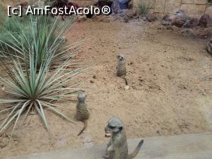 [P17] Un clan de simpatice suricate. Nu simţeau nici un pericol.  » foto by marsus
 - 
<span class="allrVoted glyphicon glyphicon-heart hidden" id="av905406"></span>
<a class="m-l-10 hidden" id="sv905406" onclick="voting_Foto_DelVot(,905406,22792)" role="button">șterge vot <span class="glyphicon glyphicon-remove"></span></a>
<a id="v9905406" class=" c-red"  onclick="voting_Foto_SetVot(905406)" role="button"><span class="glyphicon glyphicon-heart-empty"></span> <b>LIKE</b> = Votează poza</a> <img class="hidden"  id="f905406W9" src="/imagini/loader.gif" border="0" /><span class="AjErrMes hidden" id="e905406ErM"></span>