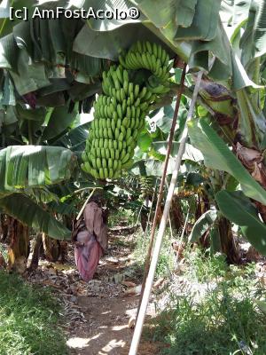 [P03] În localitatea Armenime o plantaţie de banane.  » foto by marsus
 - 
<span class="allrVoted glyphicon glyphicon-heart hidden" id="av905390"></span>
<a class="m-l-10 hidden" id="sv905390" onclick="voting_Foto_DelVot(,905390,22792)" role="button">șterge vot <span class="glyphicon glyphicon-remove"></span></a>
<a id="v9905390" class=" c-red"  onclick="voting_Foto_SetVot(905390)" role="button"><span class="glyphicon glyphicon-heart-empty"></span> <b>LIKE</b> = Votează poza</a> <img class="hidden"  id="f905390W9" src="/imagini/loader.gif" border="0" /><span class="AjErrMes hidden" id="e905390ErM"></span>