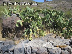 [P05] În drum spre satul Masca, o mulţime de cactuşi plini de fructe.  » foto by marsus
 - 
<span class="allrVoted glyphicon glyphicon-heart hidden" id="av905393"></span>
<a class="m-l-10 hidden" id="sv905393" onclick="voting_Foto_DelVot(,905393,22792)" role="button">șterge vot <span class="glyphicon glyphicon-remove"></span></a>
<a id="v9905393" class=" c-red"  onclick="voting_Foto_SetVot(905393)" role="button"><span class="glyphicon glyphicon-heart-empty"></span> <b>LIKE</b> = Votează poza</a> <img class="hidden"  id="f905393W9" src="/imagini/loader.gif" border="0" /><span class="AjErrMes hidden" id="e905393ErM"></span>