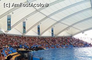 [P08] La Loro Parque - Orcile salută publicul.  » foto by marsus
 - 
<span class="allrVoted glyphicon glyphicon-heart hidden" id="av905396"></span>
<a class="m-l-10 hidden" id="sv905396" onclick="voting_Foto_DelVot(,905396,22792)" role="button">șterge vot <span class="glyphicon glyphicon-remove"></span></a>
<a id="v9905396" class=" c-red"  onclick="voting_Foto_SetVot(905396)" role="button"><span class="glyphicon glyphicon-heart-empty"></span> <b>LIKE</b> = Votează poza</a> <img class="hidden"  id="f905396W9" src="/imagini/loader.gif" border="0" /><span class="AjErrMes hidden" id="e905396ErM"></span>