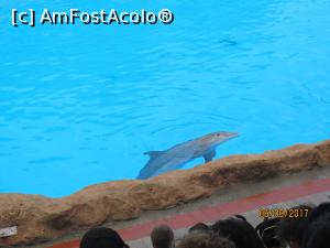 [P09] Loro Parque - delfinii se pregătesc de reprezentaţie.  » foto by marsus
 - 
<span class="allrVoted glyphicon glyphicon-heart hidden" id="av905397"></span>
<a class="m-l-10 hidden" id="sv905397" onclick="voting_Foto_DelVot(,905397,22792)" role="button">șterge vot <span class="glyphicon glyphicon-remove"></span></a>
<a id="v9905397" class=" c-red"  onclick="voting_Foto_SetVot(905397)" role="button"><span class="glyphicon glyphicon-heart-empty"></span> <b>LIKE</b> = Votează poza</a> <img class="hidden"  id="f905397W9" src="/imagini/loader.gif" border="0" /><span class="AjErrMes hidden" id="e905397ErM"></span>