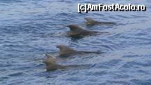 [P10] delfinii care ne-au insotit in excursie » foto by ghecamelia
 - 
<span class="allrVoted glyphicon glyphicon-heart hidden" id="av53574"></span>
<a class="m-l-10 hidden" id="sv53574" onclick="voting_Foto_DelVot(,53574,22792)" role="button">șterge vot <span class="glyphicon glyphicon-remove"></span></a>
<a id="v953574" class=" c-red"  onclick="voting_Foto_SetVot(53574)" role="button"><span class="glyphicon glyphicon-heart-empty"></span> <b>LIKE</b> = Votează poza</a> <img class="hidden"  id="f53574W9" src="/imagini/loader.gif" border="0" /><span class="AjErrMes hidden" id="e53574ErM"></span>