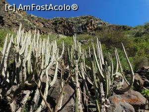 [P31] Mulţi cactuşi pe traseu » foto by irinad
 - 
<span class="allrVoted glyphicon glyphicon-heart hidden" id="av1343058"></span>
<a class="m-l-10 hidden" id="sv1343058" onclick="voting_Foto_DelVot(,1343058,22792)" role="button">șterge vot <span class="glyphicon glyphicon-remove"></span></a>
<a id="v91343058" class=" c-red"  onclick="voting_Foto_SetVot(1343058)" role="button"><span class="glyphicon glyphicon-heart-empty"></span> <b>LIKE</b> = Votează poza</a> <img class="hidden"  id="f1343058W9" src="/imagini/loader.gif" border="0" /><span class="AjErrMes hidden" id="e1343058ErM"></span>