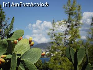 [P19] Fructe de cactus şi pini pe drumul spre fortăreaţă » foto by irinad
 - 
<span class="allrVoted glyphicon glyphicon-heart hidden" id="av905975"></span>
<a class="m-l-10 hidden" id="sv905975" onclick="voting_Foto_DelVot(,905975,22801)" role="button">șterge vot <span class="glyphicon glyphicon-remove"></span></a>
<a id="v9905975" class=" c-red"  onclick="voting_Foto_SetVot(905975)" role="button"><span class="glyphicon glyphicon-heart-empty"></span> <b>LIKE</b> = Votează poza</a> <img class="hidden"  id="f905975W9" src="/imagini/loader.gif" border="0" /><span class="AjErrMes hidden" id="e905975ErM"></span>