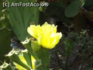 [P43] Floare de cactus » foto by irinad
 - 
<span class="allrVoted glyphicon glyphicon-heart hidden" id="av906025"></span>
<a class="m-l-10 hidden" id="sv906025" onclick="voting_Foto_DelVot(,906025,22801)" role="button">șterge vot <span class="glyphicon glyphicon-remove"></span></a>
<a id="v9906025" class=" c-red"  onclick="voting_Foto_SetVot(906025)" role="button"><span class="glyphicon glyphicon-heart-empty"></span> <b>LIKE</b> = Votează poza</a> <img class="hidden"  id="f906025W9" src="/imagini/loader.gif" border="0" /><span class="AjErrMes hidden" id="e906025ErM"></span>