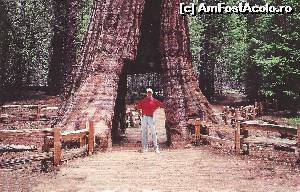 [P04] Arbore de sequoia in Yosemite Parc » foto by Dan-Ioan
 - 
<span class="allrVoted glyphicon glyphicon-heart hidden" id="av549650"></span>
<a class="m-l-10 hidden" id="sv549650" onclick="voting_Foto_DelVot(,549650,22851)" role="button">șterge vot <span class="glyphicon glyphicon-remove"></span></a>
<a id="v9549650" class=" c-red"  onclick="voting_Foto_SetVot(549650)" role="button"><span class="glyphicon glyphicon-heart-empty"></span> <b>LIKE</b> = Votează poza</a> <img class="hidden"  id="f549650W9" src="/imagini/loader.gif" border="0" /><span class="AjErrMes hidden" id="e549650ErM"></span>