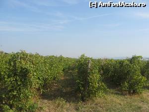 [P12] Podgoria Panciu e ca o mare verde fara valuri care se continua cu una albastra, pe care plutesc cativa nori » foto by dorgo
 - 
<span class="allrVoted glyphicon glyphicon-heart hidden" id="av559909"></span>
<a class="m-l-10 hidden" id="sv559909" onclick="voting_Foto_DelVot(,559909,22874)" role="button">șterge vot <span class="glyphicon glyphicon-remove"></span></a>
<a id="v9559909" class=" c-red"  onclick="voting_Foto_SetVot(559909)" role="button"><span class="glyphicon glyphicon-heart-empty"></span> <b>LIKE</b> = Votează poza</a> <img class="hidden"  id="f559909W9" src="/imagini/loader.gif" border="0" /><span class="AjErrMes hidden" id="e559909ErM"></span>
