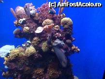 [P19] In Sala Mare a AQUARIM-ului,diversitate de corali si pesti viu colorati. » foto by Marian Preda
 - 
<span class="allrVoted glyphicon glyphicon-heart hidden" id="av213496"></span>
<a class="m-l-10 hidden" id="sv213496" onclick="voting_Foto_DelVot(,213496,22905)" role="button">șterge vot <span class="glyphicon glyphicon-remove"></span></a>
<a id="v9213496" class=" c-red"  onclick="voting_Foto_SetVot(213496)" role="button"><span class="glyphicon glyphicon-heart-empty"></span> <b>LIKE</b> = Votează poza</a> <img class="hidden"  id="f213496W9" src="/imagini/loader.gif" border="0" /><span class="AjErrMes hidden" id="e213496ErM"></span>