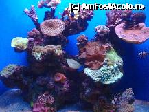 [P23] Ciupercute de corali,un peisaj maritim ...ireal. » foto by Marian Preda
 - 
<span class="allrVoted glyphicon glyphicon-heart hidden" id="av213502"></span>
<a class="m-l-10 hidden" id="sv213502" onclick="voting_Foto_DelVot(,213502,22905)" role="button">șterge vot <span class="glyphicon glyphicon-remove"></span></a>
<a id="v9213502" class=" c-red"  onclick="voting_Foto_SetVot(213502)" role="button"><span class="glyphicon glyphicon-heart-empty"></span> <b>LIKE</b> = Votează poza</a> <img class="hidden"  id="f213502W9" src="/imagini/loader.gif" border="0" /><span class="AjErrMes hidden" id="e213502ErM"></span>