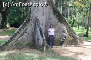 [P25] Rio de Janeiro, Jardim Botânico, Grădina Botanică, copaci seculari... » foto by mprofeanu
 - 
<span class="allrVoted glyphicon glyphicon-heart hidden" id="av1050174"></span>
<a class="m-l-10 hidden" id="sv1050174" onclick="voting_Foto_DelVot(,1050174,22921)" role="button">șterge vot <span class="glyphicon glyphicon-remove"></span></a>
<a id="v91050174" class=" c-red"  onclick="voting_Foto_SetVot(1050174)" role="button"><span class="glyphicon glyphicon-heart-empty"></span> <b>LIKE</b> = Votează poza</a> <img class="hidden"  id="f1050174W9" src="/imagini/loader.gif" border="0" /><span class="AjErrMes hidden" id="e1050174ErM"></span>