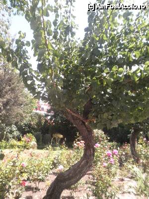 [P36] 'Arequipa - orasul alb al Perului' / in spatele baii, e o gradina cu pomi fructiferi, acesta e un cais » foto by grecudoina
 - 
<span class="allrVoted glyphicon glyphicon-heart hidden" id="av399353"></span>
<a class="m-l-10 hidden" id="sv399353" onclick="voting_Foto_DelVot(,399353,22954)" role="button">șterge vot <span class="glyphicon glyphicon-remove"></span></a>
<a id="v9399353" class=" c-red"  onclick="voting_Foto_SetVot(399353)" role="button"><span class="glyphicon glyphicon-heart-empty"></span> <b>LIKE</b> = Votează poza</a> <img class="hidden"  id="f399353W9" src="/imagini/loader.gif" border="0" /><span class="AjErrMes hidden" id="e399353ErM"></span>