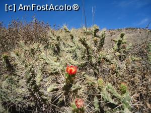 [P19] florile muntelui » foto by buterfly*
 - 
<span class="allrVoted glyphicon glyphicon-heart hidden" id="av817559"></span>
<a class="m-l-10 hidden" id="sv817559" onclick="voting_Foto_DelVot(,817559,22989)" role="button">șterge vot <span class="glyphicon glyphicon-remove"></span></a>
<a id="v9817559" class=" c-red"  onclick="voting_Foto_SetVot(817559)" role="button"><span class="glyphicon glyphicon-heart-empty"></span> <b>LIKE</b> = Votează poza</a> <img class="hidden"  id="f817559W9" src="/imagini/loader.gif" border="0" /><span class="AjErrMes hidden" id="e817559ErM"></span>