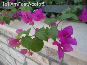 [P20] Un pic de roz a evadat pe sub gard...  » foto by maryka
 - 
<span class="allrVoted glyphicon glyphicon-heart hidden" id="av919061"></span>
<a class="m-l-10 hidden" id="sv919061" onclick="voting_Foto_DelVot(,919061,22991)" role="button">șterge vot <span class="glyphicon glyphicon-remove"></span></a>
<a id="v9919061" class=" c-red"  onclick="voting_Foto_SetVot(919061)" role="button"><span class="glyphicon glyphicon-heart-empty"></span> <b>LIKE</b> = Votează poza</a> <img class="hidden"  id="f919061W9" src="/imagini/loader.gif" border="0" /><span class="AjErrMes hidden" id="e919061ErM"></span>