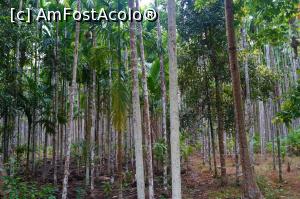 [P11] jungla naturala de cocotieri » foto by Pami*
 - 
<span class="allrVoted glyphicon glyphicon-heart hidden" id="av919710"></span>
<a class="m-l-10 hidden" id="sv919710" onclick="voting_Foto_DelVot(,919710,23009)" role="button">șterge vot <span class="glyphicon glyphicon-remove"></span></a>
<a id="v9919710" class=" c-red"  onclick="voting_Foto_SetVot(919710)" role="button"><span class="glyphicon glyphicon-heart-empty"></span> <b>LIKE</b> = Votează poza</a> <img class="hidden"  id="f919710W9" src="/imagini/loader.gif" border="0" /><span class="AjErrMes hidden" id="e919710ErM"></span>