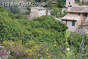 [P42] Mallorca, Fornalutx, Portocali cu flori și fructe coapte » foto by mprofeanu
 - 
<span class="allrVoted glyphicon glyphicon-heart hidden" id="av1301734"></span>
<a class="m-l-10 hidden" id="sv1301734" onclick="voting_Foto_DelVot(,1301734,23018)" role="button">șterge vot <span class="glyphicon glyphicon-remove"></span></a>
<a id="v91301734" class=" c-red"  onclick="voting_Foto_SetVot(1301734)" role="button"><span class="glyphicon glyphicon-heart-empty"></span> <b>LIKE</b> = Votează poza</a> <img class="hidden"  id="f1301734W9" src="/imagini/loader.gif" border="0" /><span class="AjErrMes hidden" id="e1301734ErM"></span>