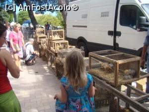 [P03] Copiii au ocazia doar aici să vadă animale » foto by Marius 72
 - 
<span class="allrVoted glyphicon glyphicon-heart hidden" id="av1170577"></span>
<a class="m-l-10 hidden" id="sv1170577" onclick="voting_Foto_DelVot(,1170577,23018)" role="button">șterge vot <span class="glyphicon glyphicon-remove"></span></a>
<a id="v91170577" class=" c-red"  onclick="voting_Foto_SetVot(1170577)" role="button"><span class="glyphicon glyphicon-heart-empty"></span> <b>LIKE</b> = Votează poza</a> <img class="hidden"  id="f1170577W9" src="/imagini/loader.gif" border="0" /><span class="AjErrMes hidden" id="e1170577ErM"></span>