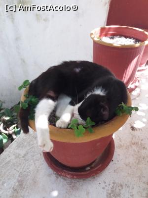[P15] Una din cele cateva pisici grecesti aflate in manastire! » foto by xpac
 - 
<span class="allrVoted glyphicon glyphicon-heart hidden" id="av996410"></span>
<a class="m-l-10 hidden" id="sv996410" onclick="voting_Foto_DelVot(,996410,23030)" role="button">șterge vot <span class="glyphicon glyphicon-remove"></span></a>
<a id="v9996410" class=" c-red"  onclick="voting_Foto_SetVot(996410)" role="button"><span class="glyphicon glyphicon-heart-empty"></span> <b>LIKE</b> = Votează poza</a> <img class="hidden"  id="f996410W9" src="/imagini/loader.gif" border="0" /><span class="AjErrMes hidden" id="e996410ErM"></span>