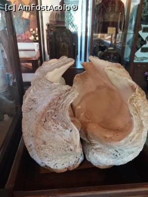 [P06] Scoica gigantica.  » foto by xpac
 - 
<span class="allrVoted glyphicon glyphicon-heart hidden" id="av996401"></span>
<a class="m-l-10 hidden" id="sv996401" onclick="voting_Foto_DelVot(,996401,23030)" role="button">șterge vot <span class="glyphicon glyphicon-remove"></span></a>
<a id="v9996401" class=" c-red"  onclick="voting_Foto_SetVot(996401)" role="button"><span class="glyphicon glyphicon-heart-empty"></span> <b>LIKE</b> = Votează poza</a> <img class="hidden"  id="f996401W9" src="/imagini/loader.gif" border="0" /><span class="AjErrMes hidden" id="e996401ErM"></span>