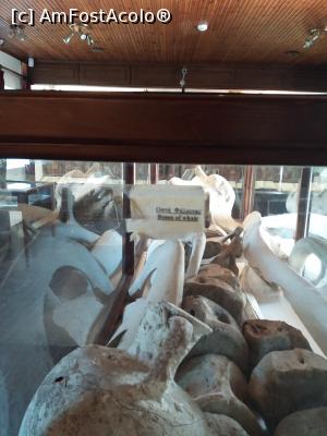[P07] Ramasitele monstrului marin (se pare ca ar fi fost o balena!)  » foto by xpac
 - 
<span class="allrVoted glyphicon glyphicon-heart hidden" id="av996402"></span>
<a class="m-l-10 hidden" id="sv996402" onclick="voting_Foto_DelVot(,996402,23030)" role="button">șterge vot <span class="glyphicon glyphicon-remove"></span></a>
<a id="v9996402" class=" c-red"  onclick="voting_Foto_SetVot(996402)" role="button"><span class="glyphicon glyphicon-heart-empty"></span> <b>LIKE</b> = Votează poza</a> <img class="hidden"  id="f996402W9" src="/imagini/loader.gif" border="0" /><span class="AjErrMes hidden" id="e996402ErM"></span>